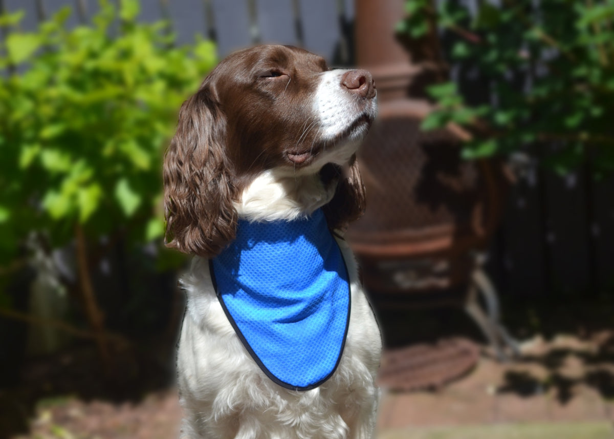 Dog cooling 2024 bandana uk
