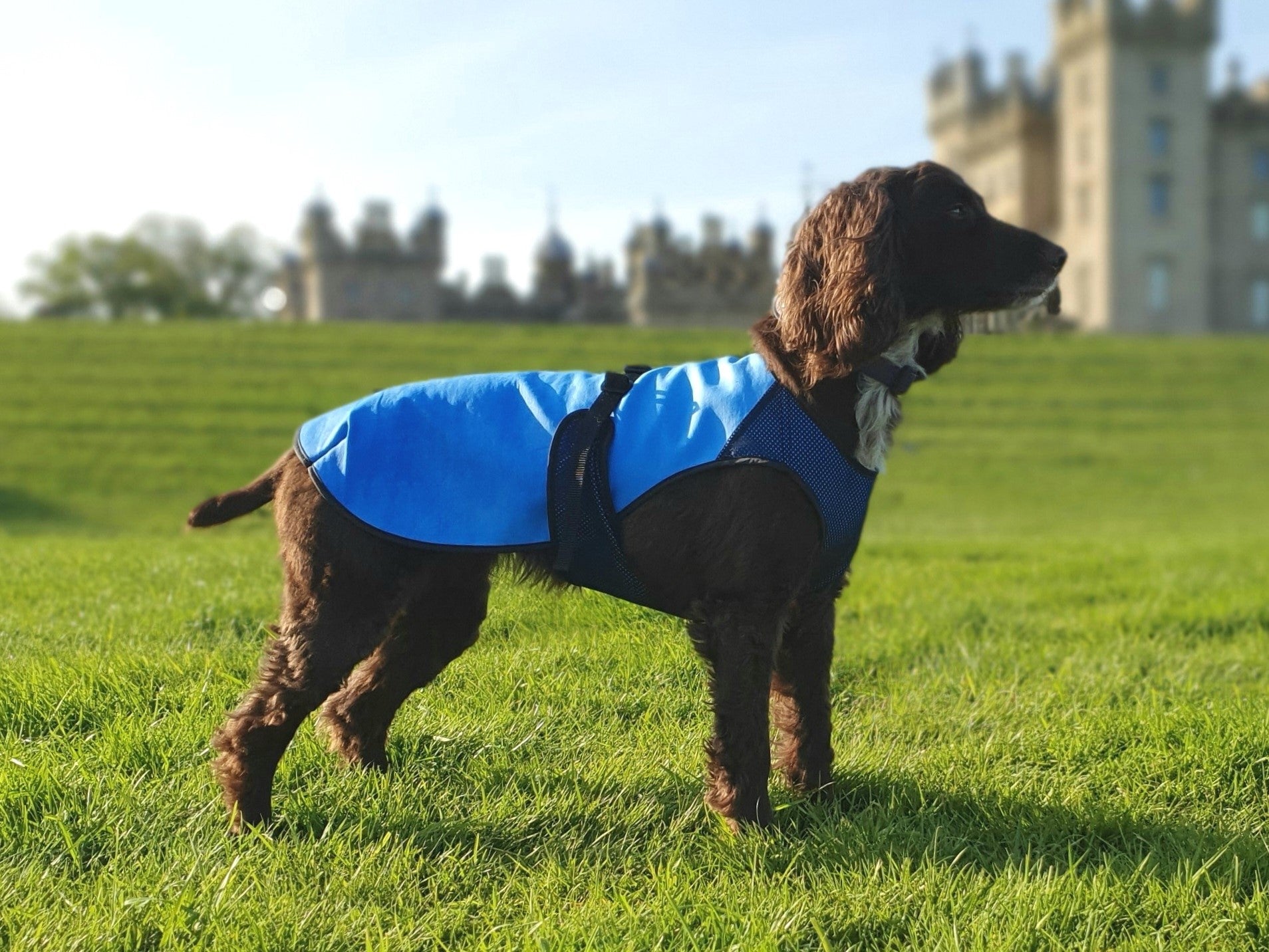 Best cooling on sale coats for dogs