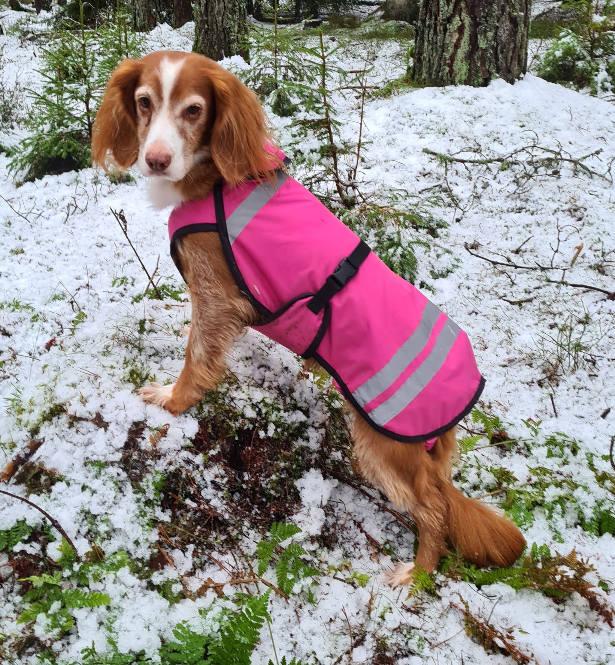 Walking Jacket Lightweight Waterproof Dog Coats Uk Drywalks