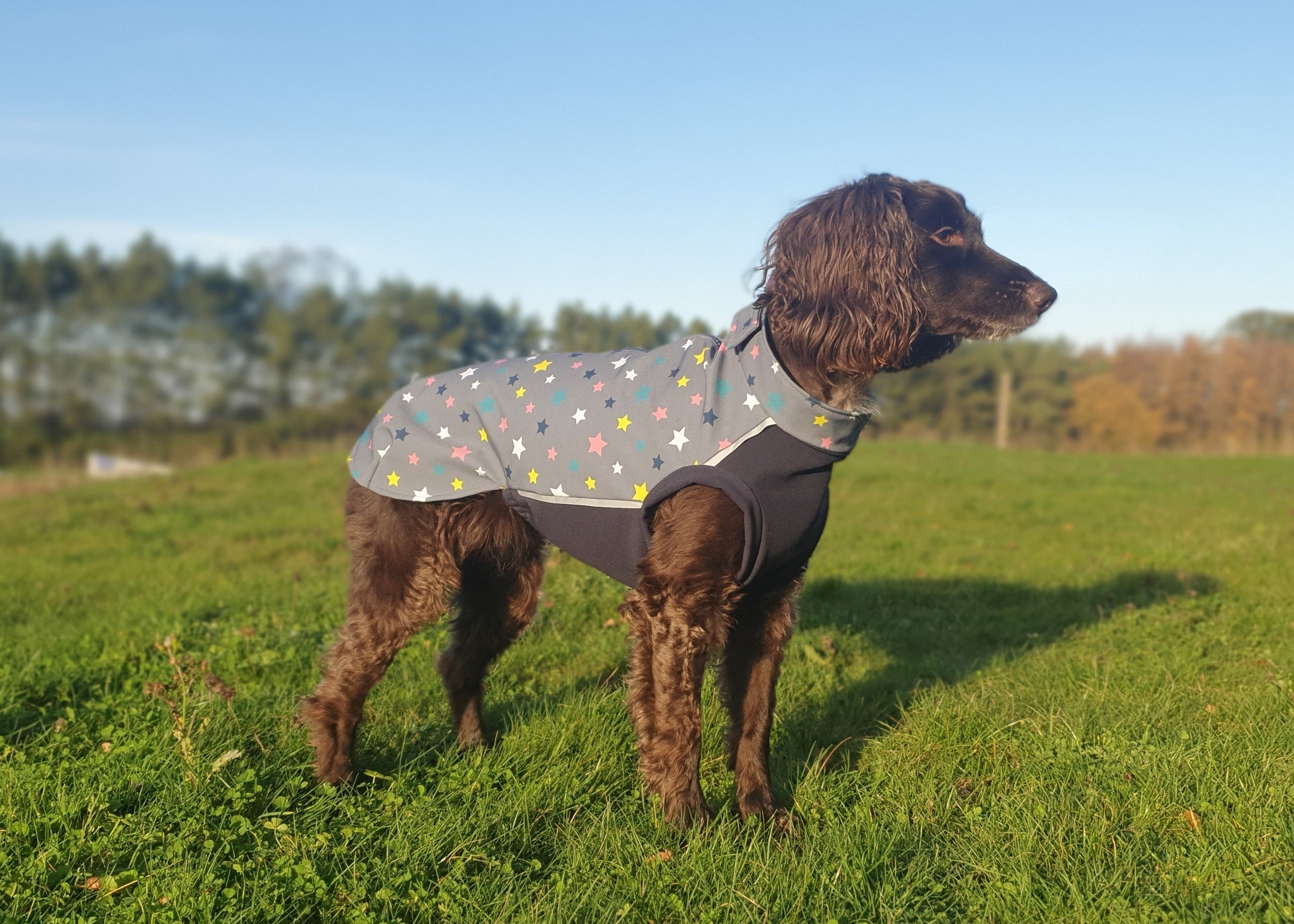 Custom best sale dog jumper
