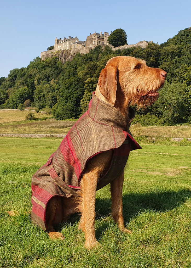 Freckles dog coats store