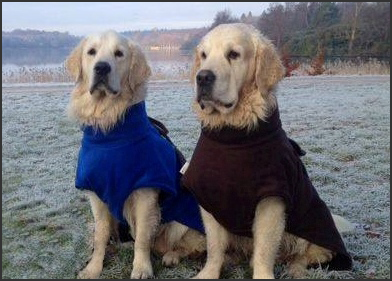 Golden Retrievers wearing XL Freckles Ultimate Drying Coats