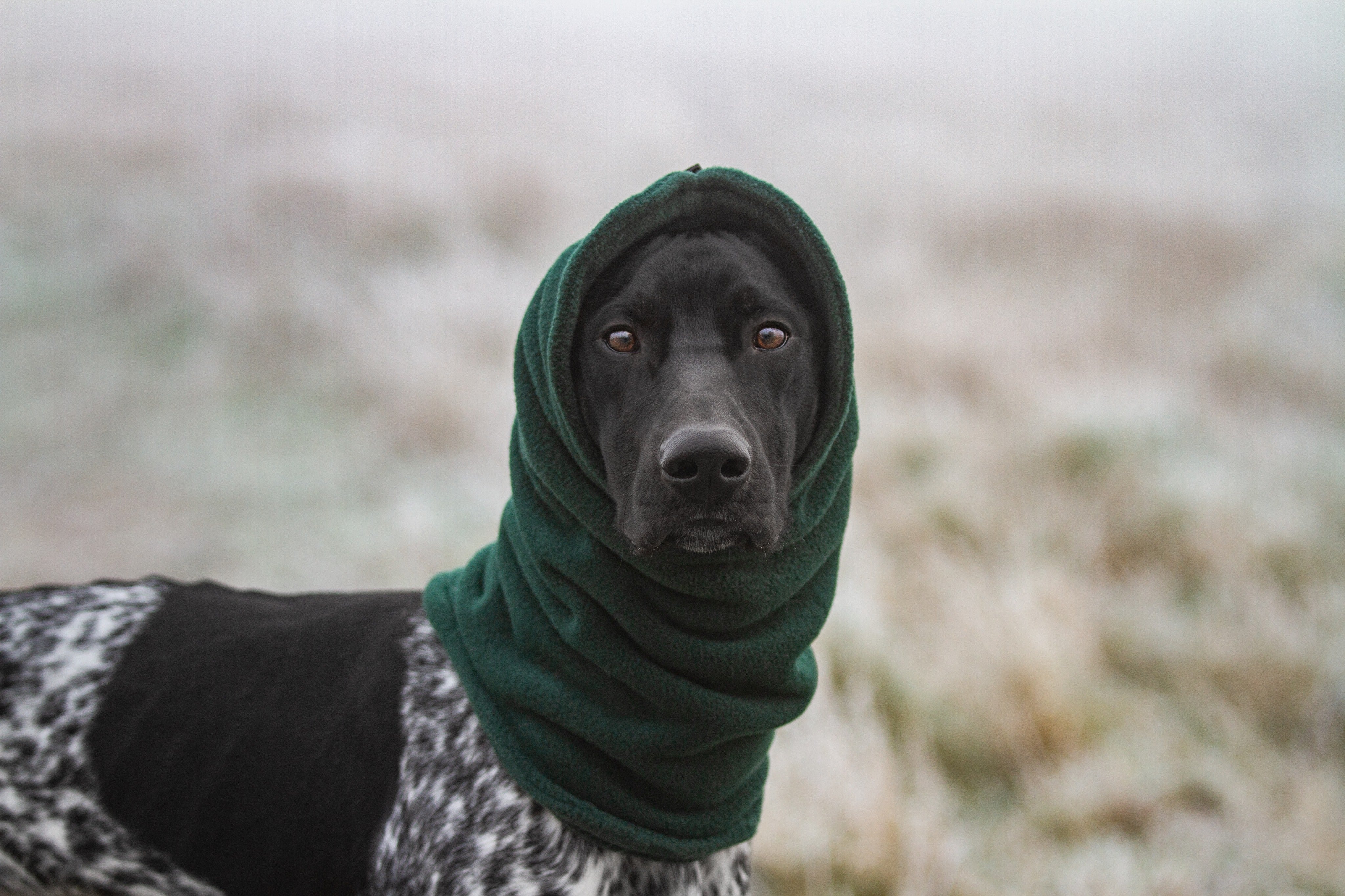 Greyhound fleece cheap snood