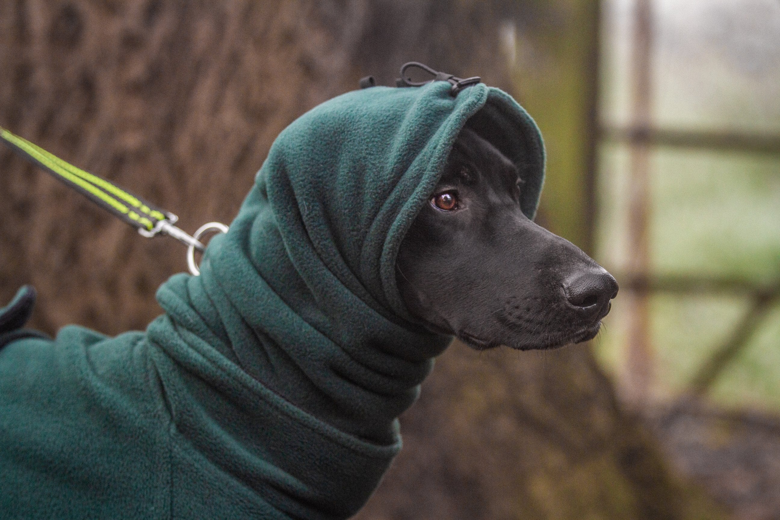 Greyhound coats hot sale and snoods