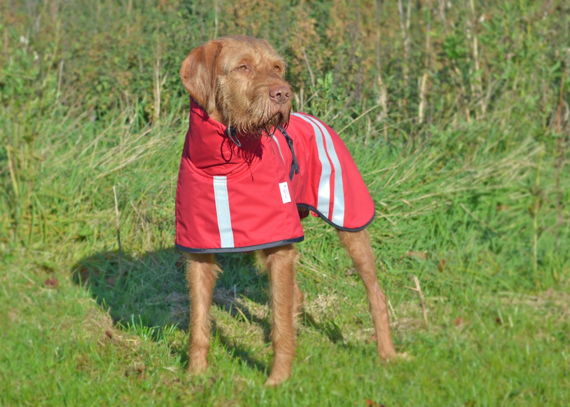 Equafleece dog sale jumper