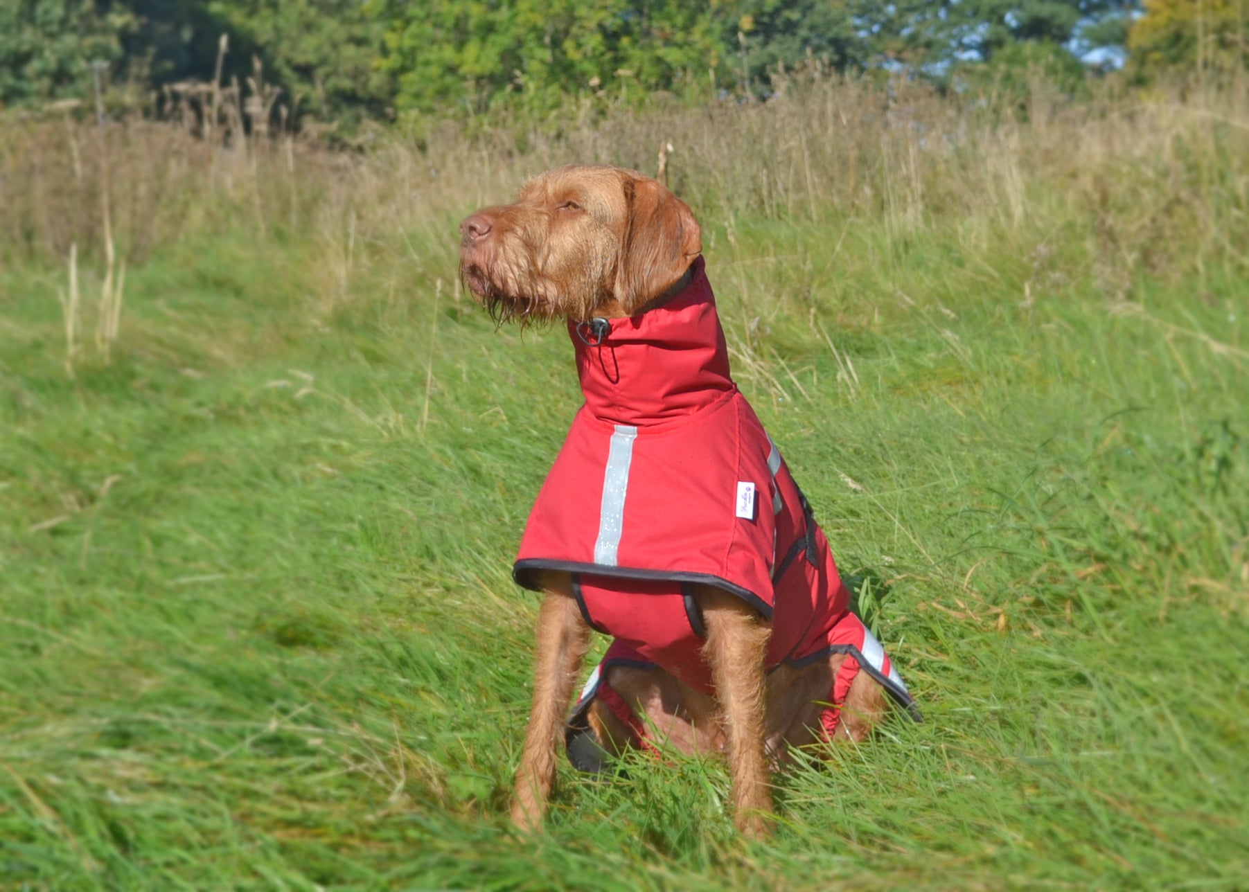 Red waterproof dog coat 2025