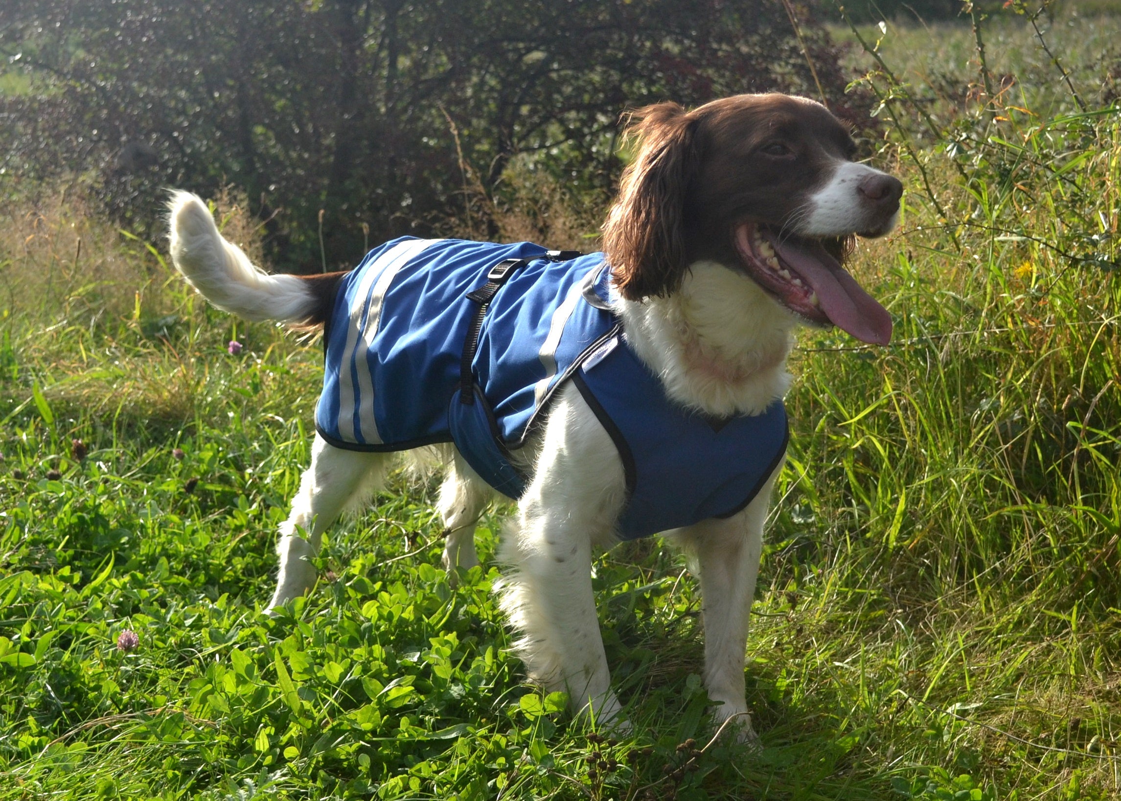 Unlined waterproof dog coats on sale
