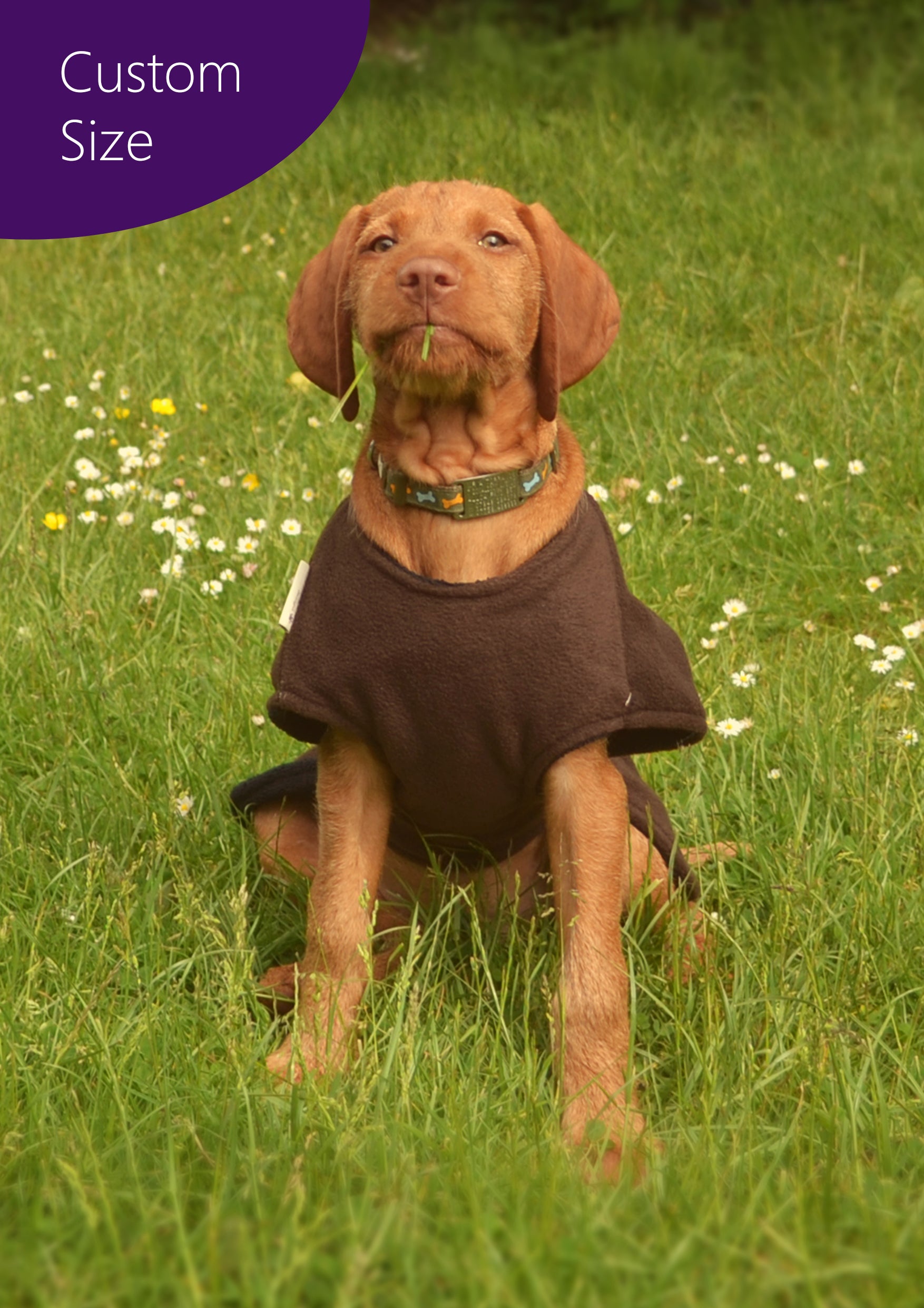 Custom dog coat discount